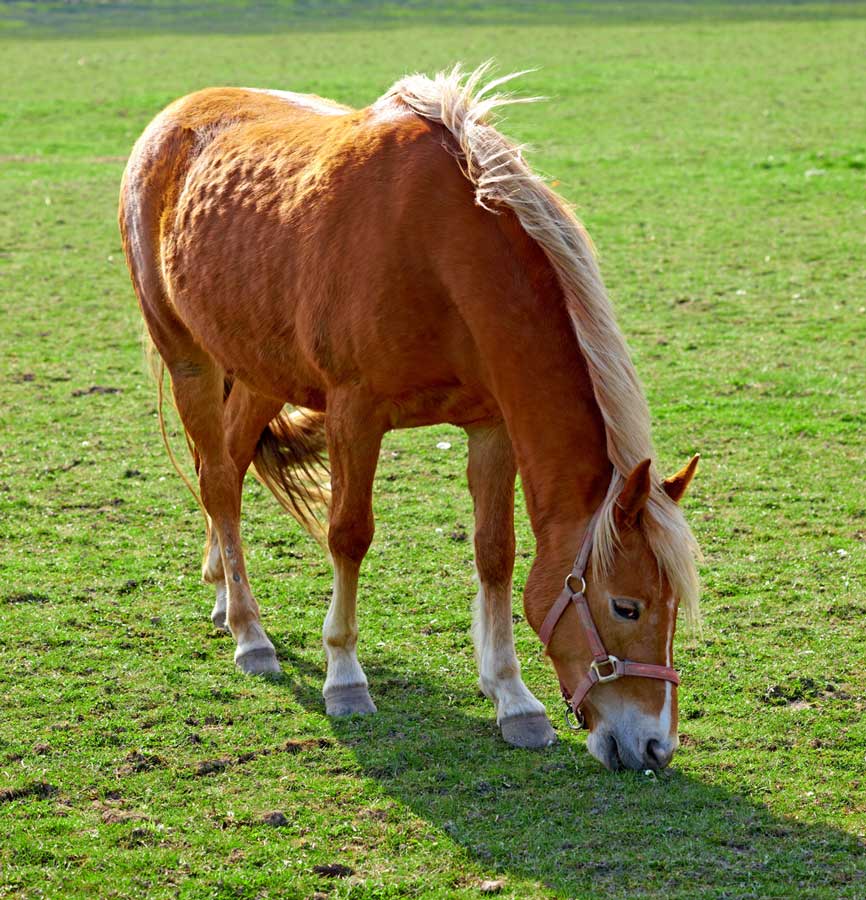 Hair Loss (Alopecia) in Horses – Signs, Causes & Treatment