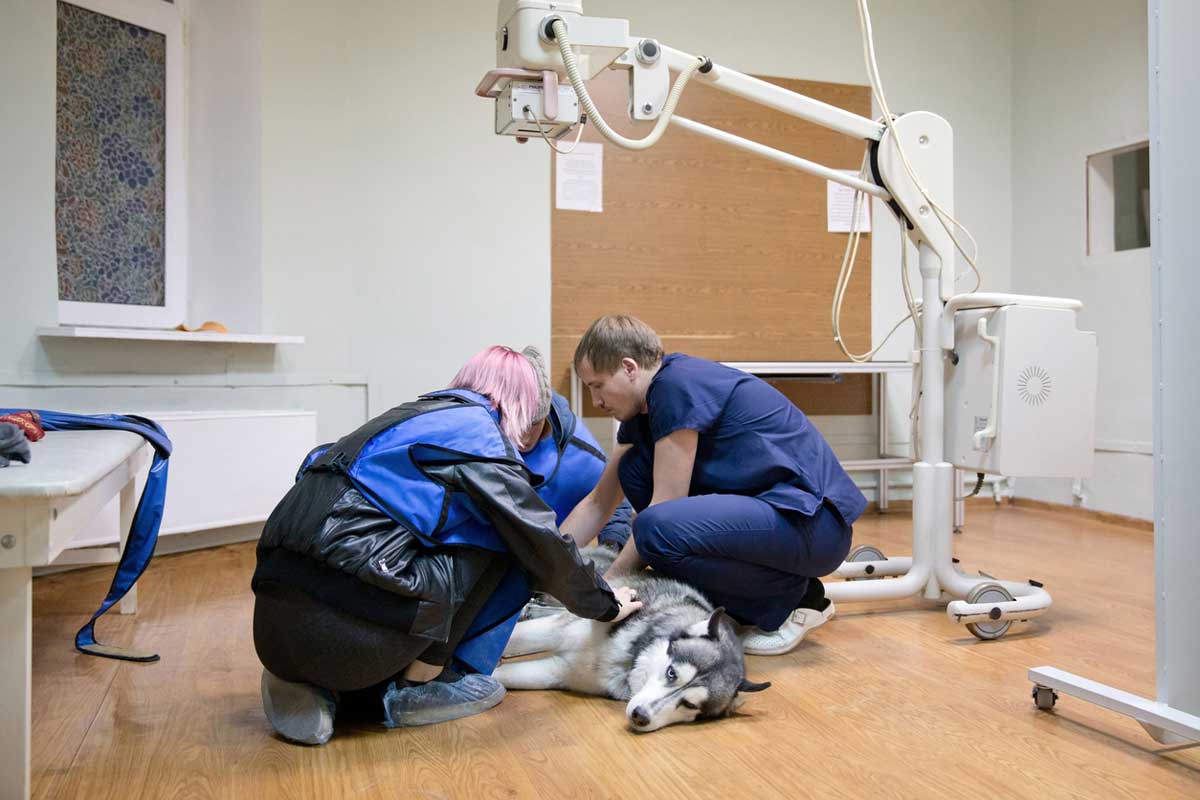 Photo of vet techs and husky in an exam room representative of veterinary capital equipment