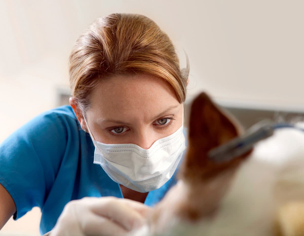 Infection Prevention - The Time Is Now | Vet Advantage