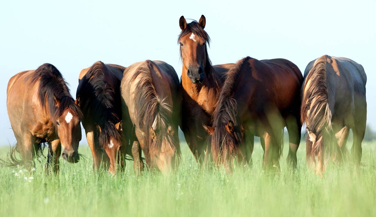 Horse hair loss : r/Horses