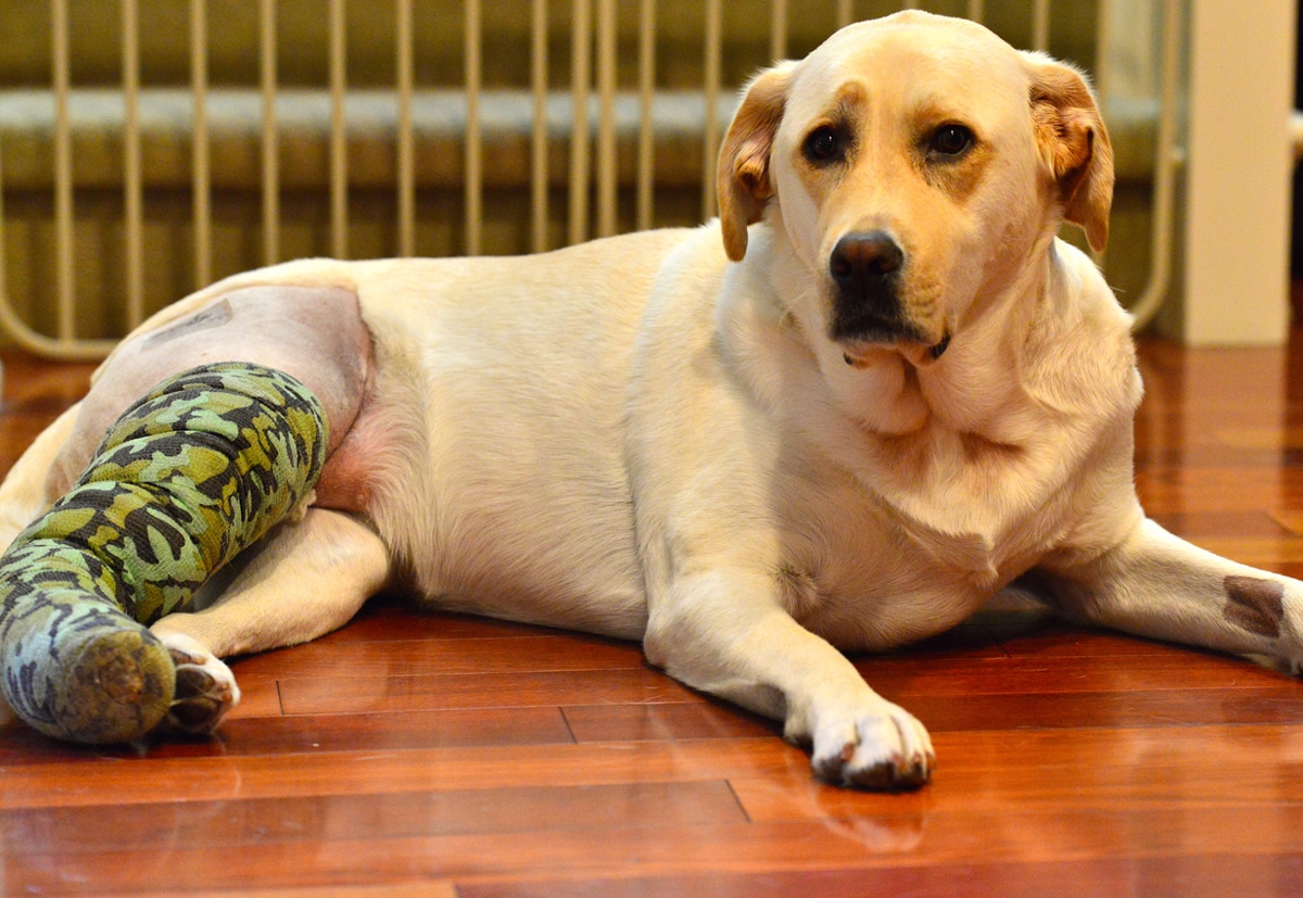 Picture of Study shows new perspective on canine joint disease | Vet Advantage