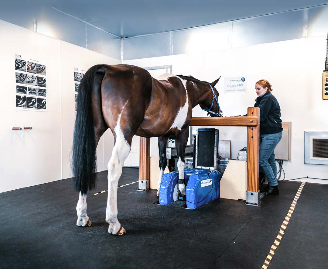 Wide shot photo of horse receiving Equine MRI on its ankle.