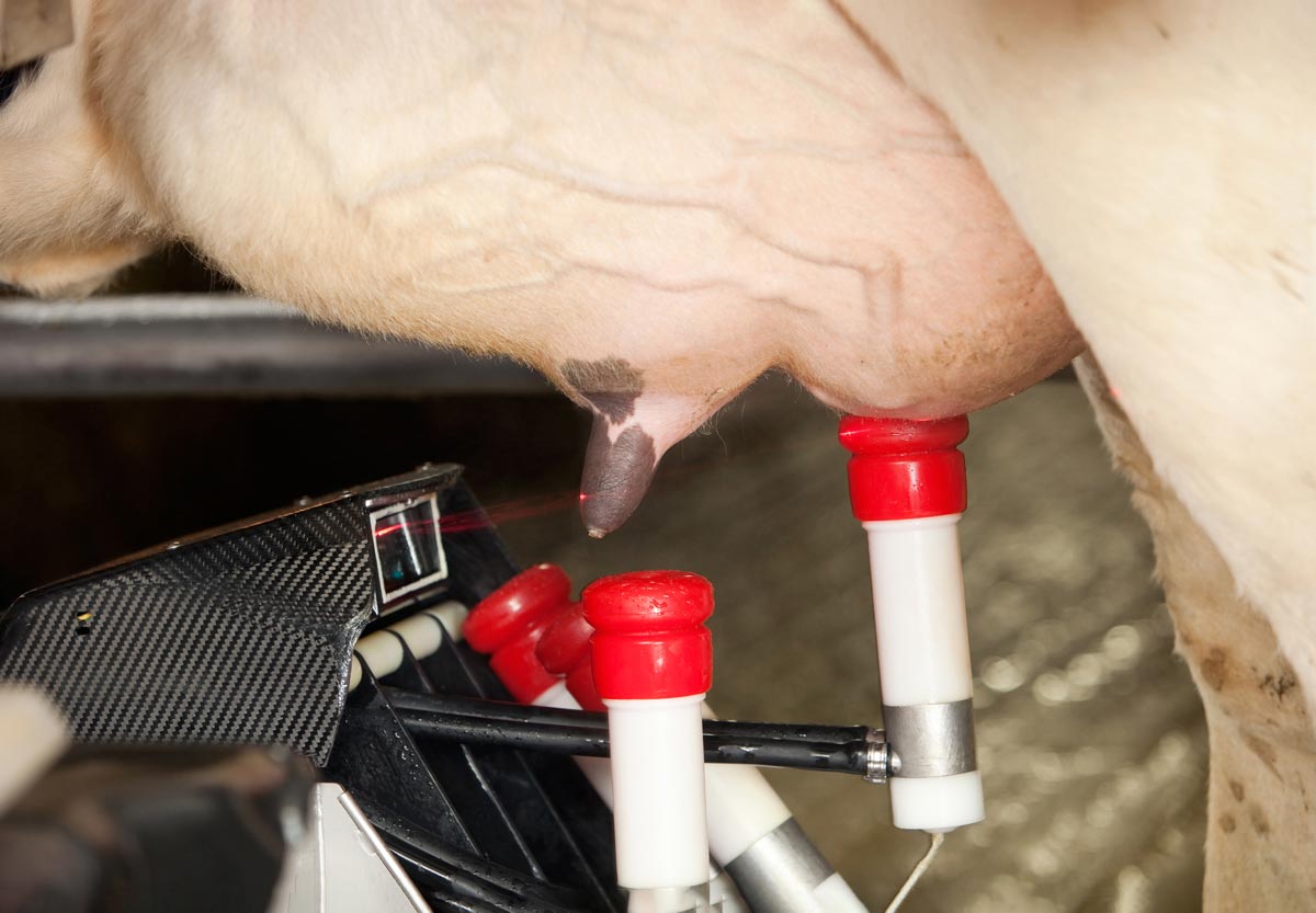 Photo of a robotic milking unit milking a cow.