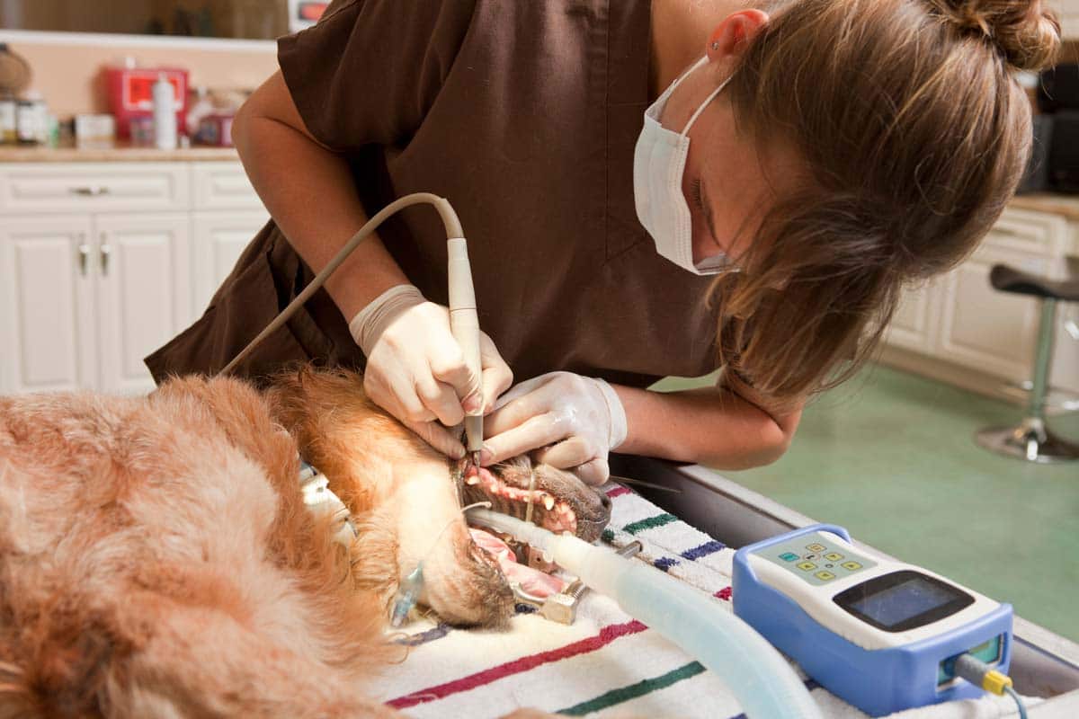 Veterinary sales dental services