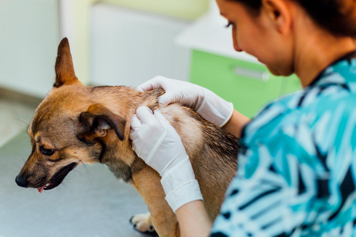 Skin treatment for store dogs