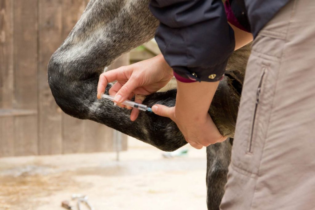 Photo of horse receiving an injection in ankle representative of equine pain management.