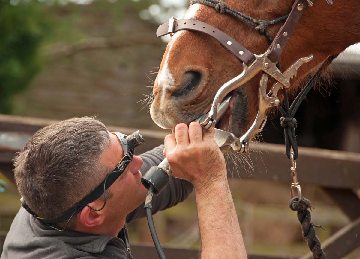 Blind Wolf Tooth In Horse