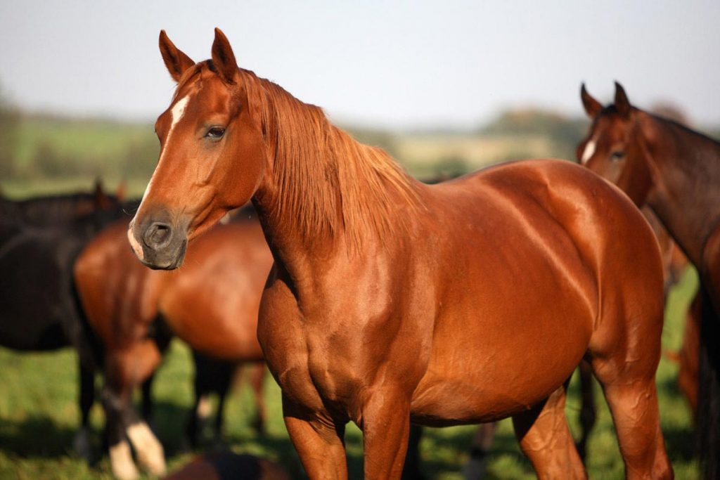 Equine Conformation: Built to Last