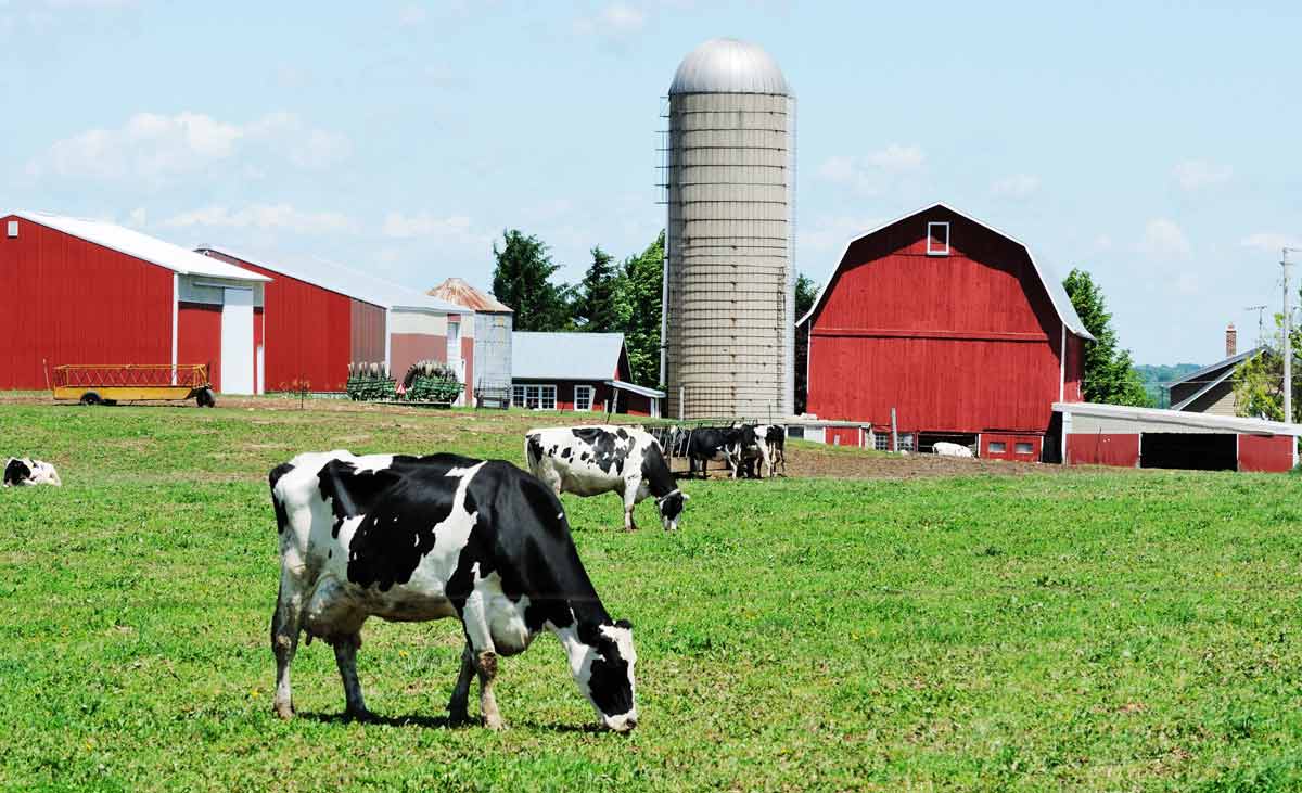 Photo of dairy farm with red barns representative of dairy sustainability