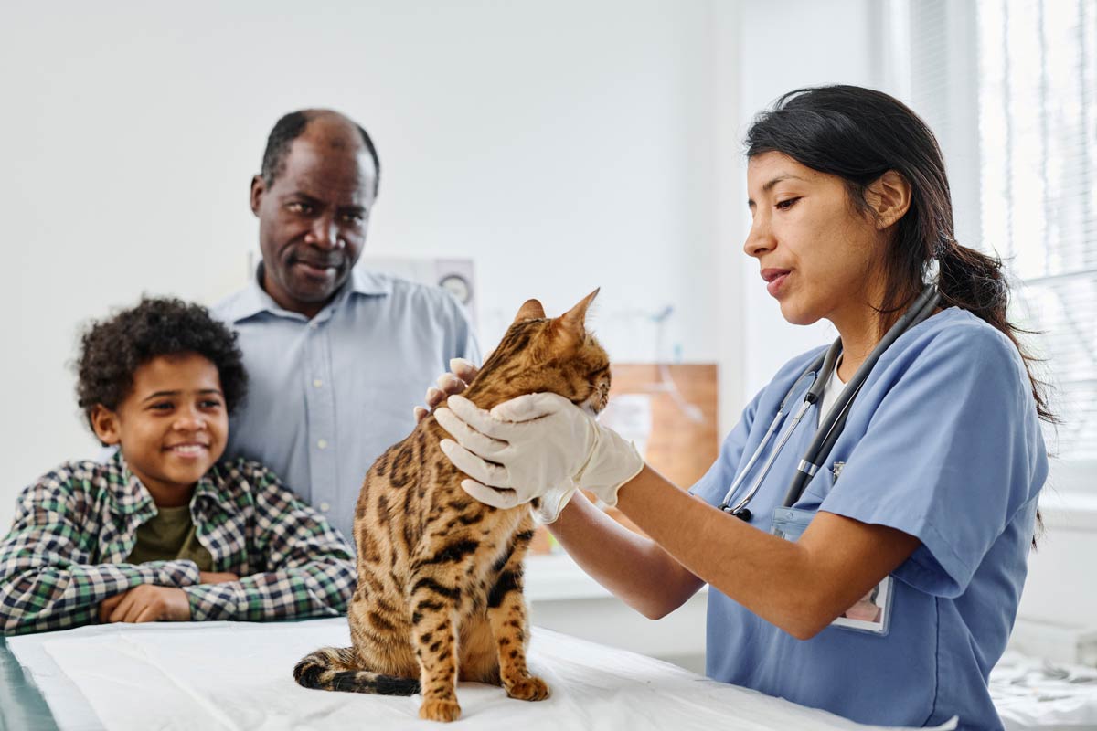 Vet examines a cat with owners looking on representative of chronic feline kidney disease.