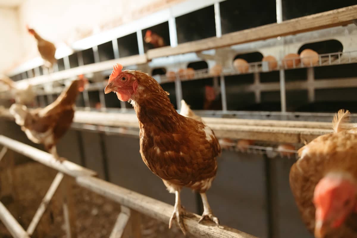 The Future of Technology in Poultry Production