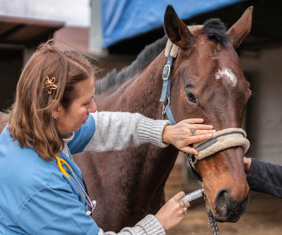 A horse being dewormed.