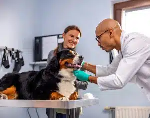 Veterinarian checks dog's teeth as pet parent looks own