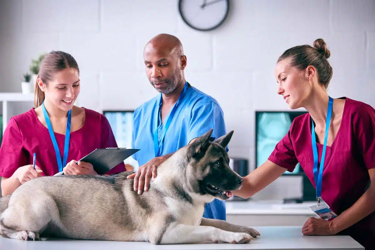 Dog on exam table with two veterinary nurses and a vet