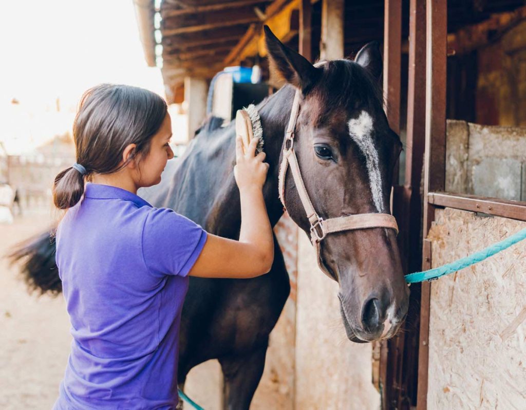 The Direct Impact of the Equine Industry | Vet Advantage