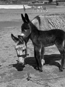 Burro with foal.