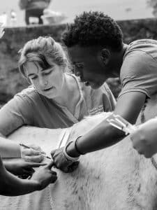 Equine initiative team measuring girth of horse.